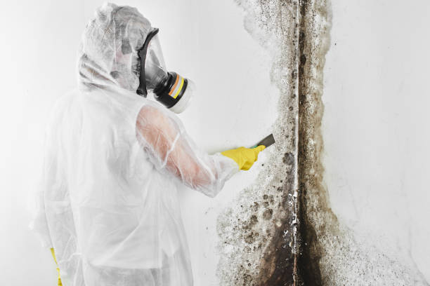 Best Mold Damage Repair  in Mooresville, NC