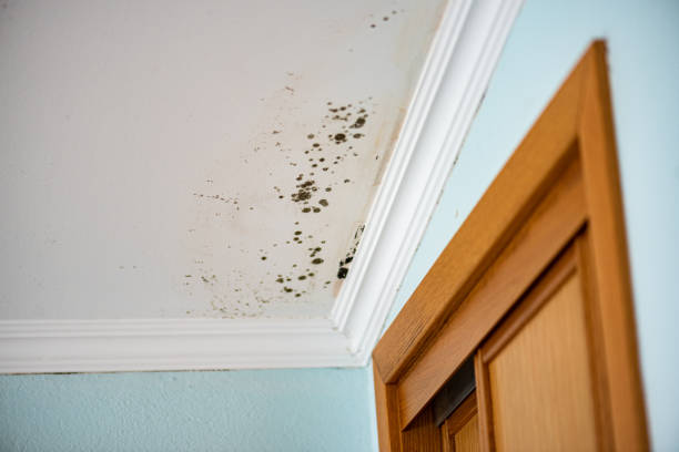 Best Fast Mold Removal  in Mooresville, NC