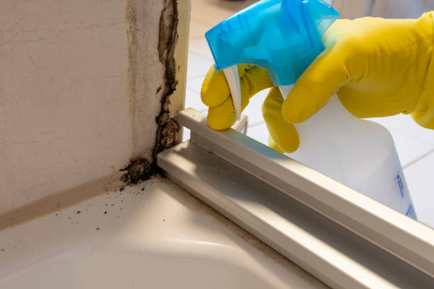Best Affordable Mold Removal  in Mooresville, NC