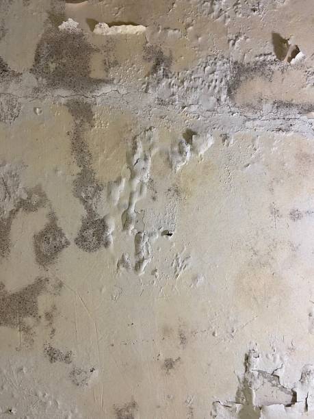 Best Mold Remediation  in Mooresville, NC