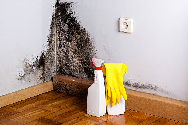 Trusted Mooresville, NC Mold Removal Experts