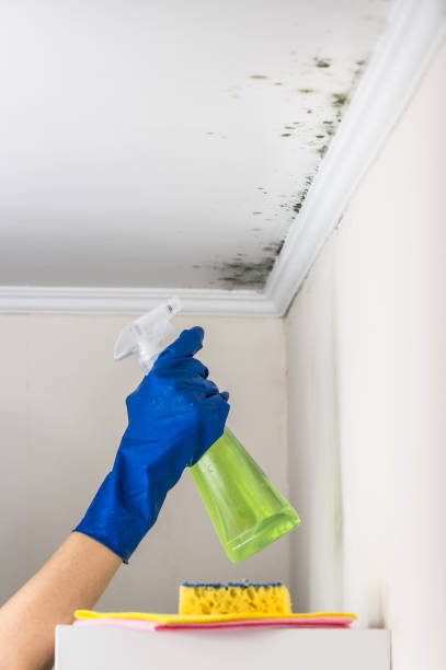 Best Mold Removal Company Near Me  in Mooresville, NC